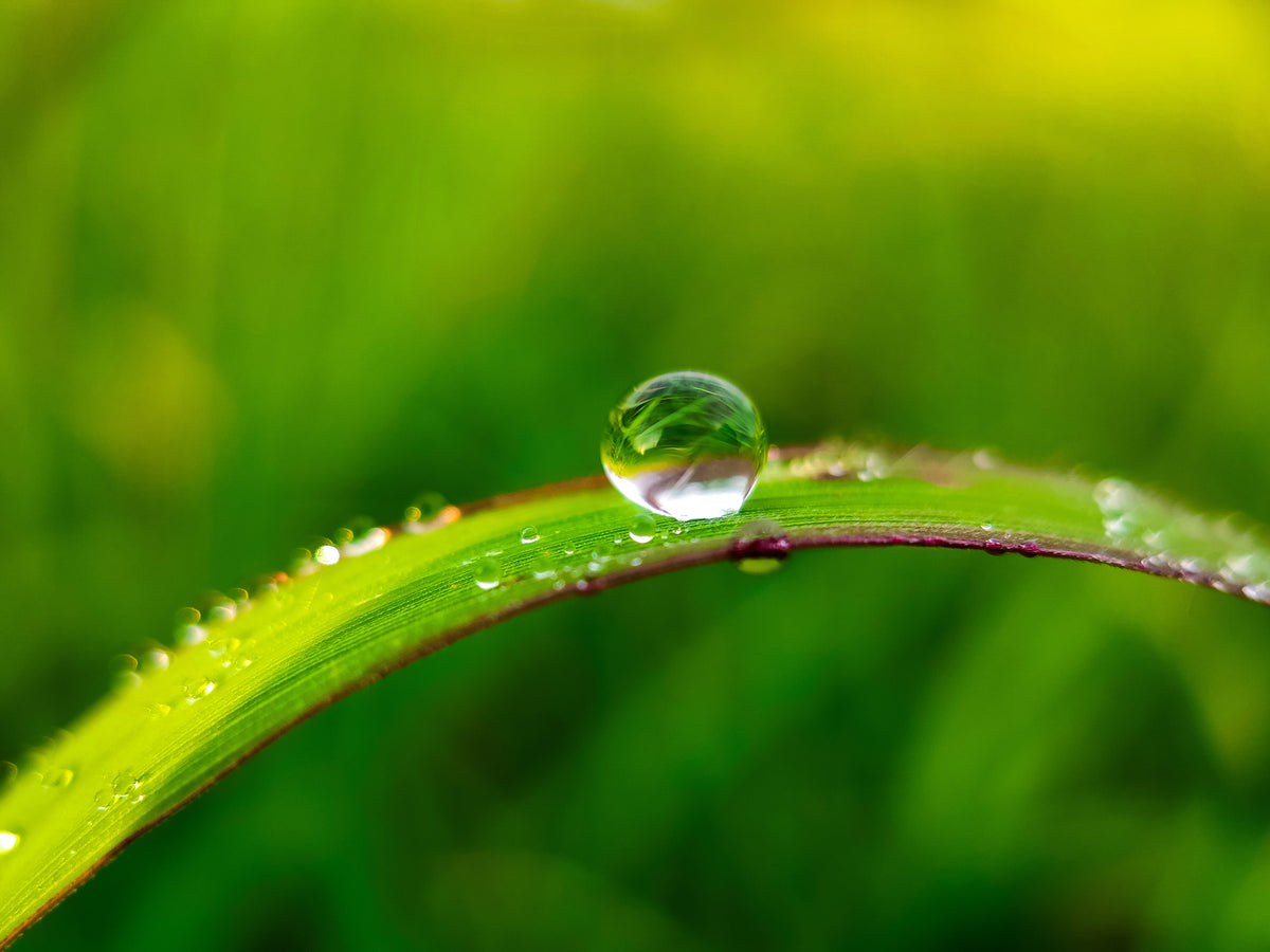 Aromanesque - Clean Beauty - Ecocert-certified Natural and Organic Skincare